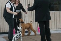 Abby vom Hause Fiedanu „Abby“