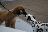 Abby vom Hause Fiedanu „Abby“