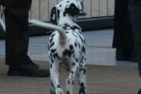 Abby vom Hause Fiedanu „Abby“