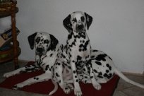 Abby vom Hause Fiedanu „Abby“