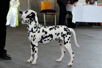 Abby vom Hause Fiedanu „Abby“