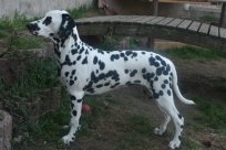 Abby vom Hause Fiedanu „Abby“