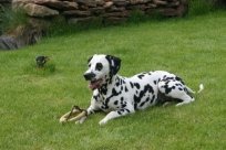 Abby vom Hause Fiedanu „Abby“