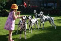 Abby vom Hause Fiedanu „Abby“