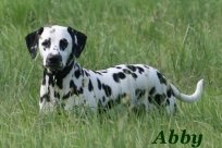 Abby vom Hause Fiedanu „Abby“