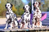 Abby vom Hause Fiedanu „Abby“