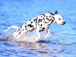 Abby vom Hause Fiedanu „Abby“